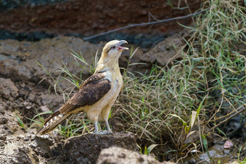 Yellow-headed Caracara (Milvago chimachima) in Costa Rica
