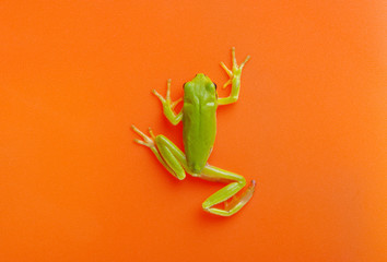 Green tree frog