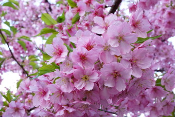 一条戻り橋の河津桜