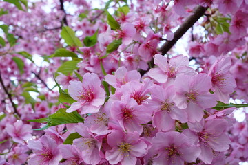 一条戻り橋の河津桜