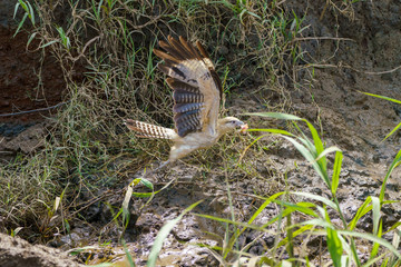 Yellow-headed Caracara (Milvago chimachima) in Costa Rica