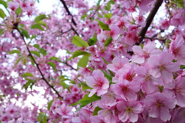 一条戻り橋の河津桜
