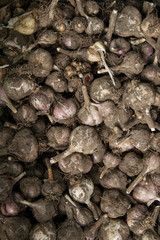Lots of dirty garlic grown in an environmentally friendly way