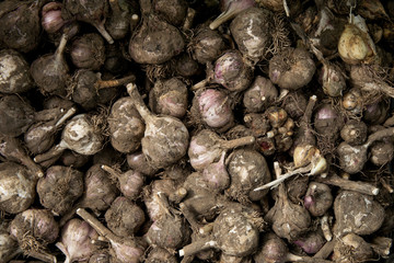 Many heads of garlic, dirty and grown on beds in the ground