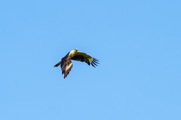 Yellow-headed Caracara (Milvago chimachima) in Costa Rica