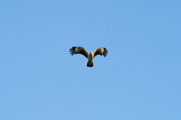 Yellow-headed Caracara (Milvago chimachima) in Costa Rica