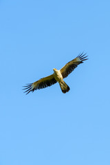 Yellow-headed Caracara (Milvago chimachima) in Costa Rica