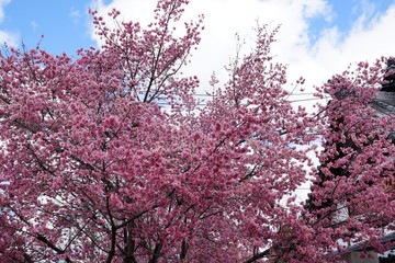 長徳寺のオカメ桜