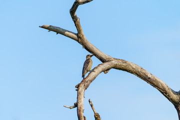 Hoffmann's Woodpecker (Melanerpes hoffmannii), taken in Costa Rica