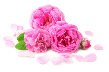 pink rose petals with pink rose flower head isolated on white background