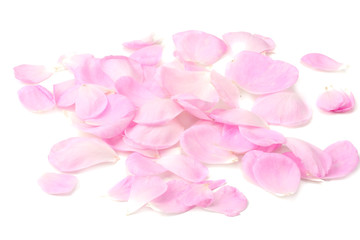 Fototapeta na wymiar pink rose petals isolated on white background.