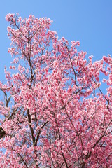 長徳寺のオカメ桜