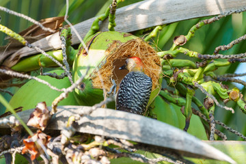 Hoffmann's Woodpecker (Melanerpes hoffmannii), taken in Costa Rica