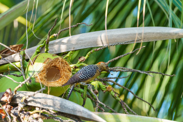 Hoffmann's Woodpecker (Melanerpes hoffmannii), taken in Costa Rica