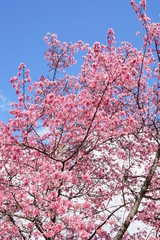 長徳寺のオカメ桜