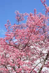 長徳寺のオカメ桜