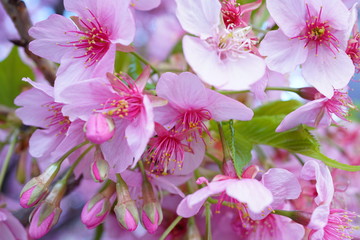一条戻り橋の河津桜