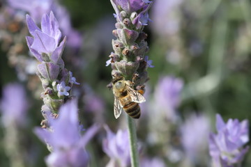 ラベンダーとミツバチ