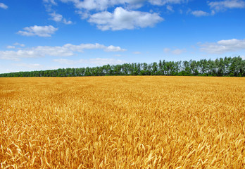 Golden wheat field with blue sky