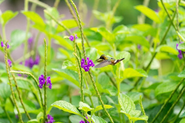 Black-crested Coquette (Lophornis helenae) hummingbird in Costa Rica