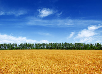 Wheat field and sun