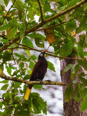 Montezuma Oropendola (Psarocolius montezuma), taken in Costa Rica