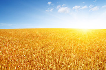 Wheat field and sun