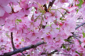 一条戻り橋の河津桜