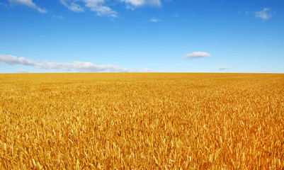 Wheat field and sun