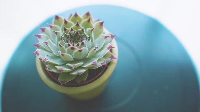 Cactus in green vase on black background