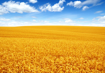 Naklejka premium Wheat field and sun