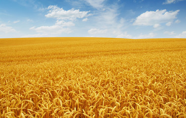 Fototapeta premium Golden wheat field