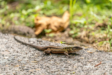 Delicate Ameiva (Holcosus leptophrys) lizard