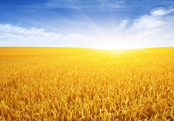 Wheat field and sun