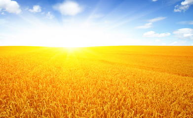 Wheat field and sun