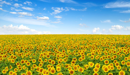 Sunflowers field on sky