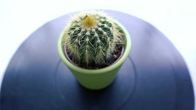 Minimal cactus rotating on dark background