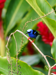 Red-legged Honeycreeper (Cyanerpes cyaneus) in Costa Rica
