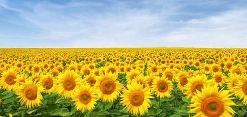 Sunflowers field on sky