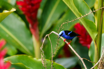 Red-legged Honeycreeper (Cyanerpes cyaneus) in Costa Rica