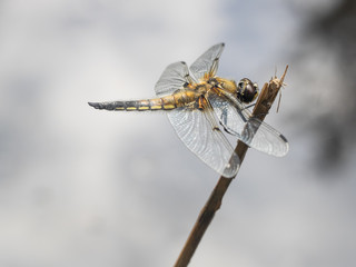 Nahaufnahme einer großen gelben Libelle. Sie sitzt an einen Ast über der Wasseroberfläche.