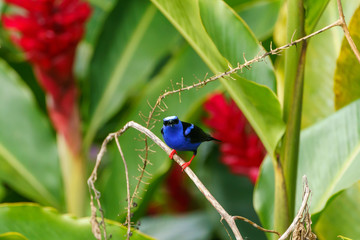 Red-legged Honeycreeper (Cyanerpes cyaneus) in Costa Rica