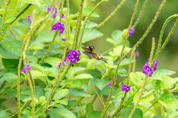 Black-crested Coquette (Lophornis helenae) hummingbird in Costa Rica