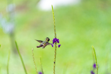 Black-crested Coquette (Lophornis helenae) hummingbird in Costa Rica