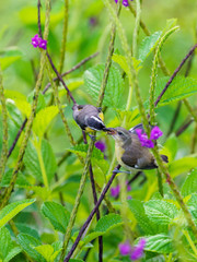 Bananaquit (Coereba flaveola), taken in Costa Rica
