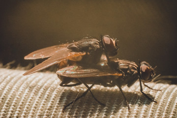 Pairing of two flies, close-up photography of the mating period of the flies.