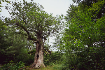 Alter knoriger Baum