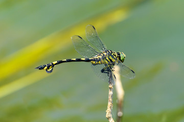 ウチワヤンマ　水辺