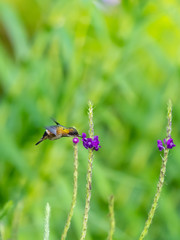 Fototapeta premium Black-crested Coquette (Lophornis helenae) hummingbird in Costa Rica