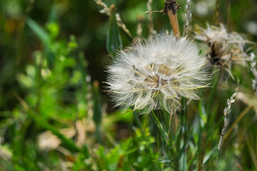 dry dandelion on a background of green grass macro photo
